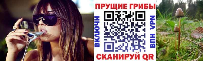 Псилоцибиновые грибы Cubensis  где продают   кракен сайт  Жиздра 